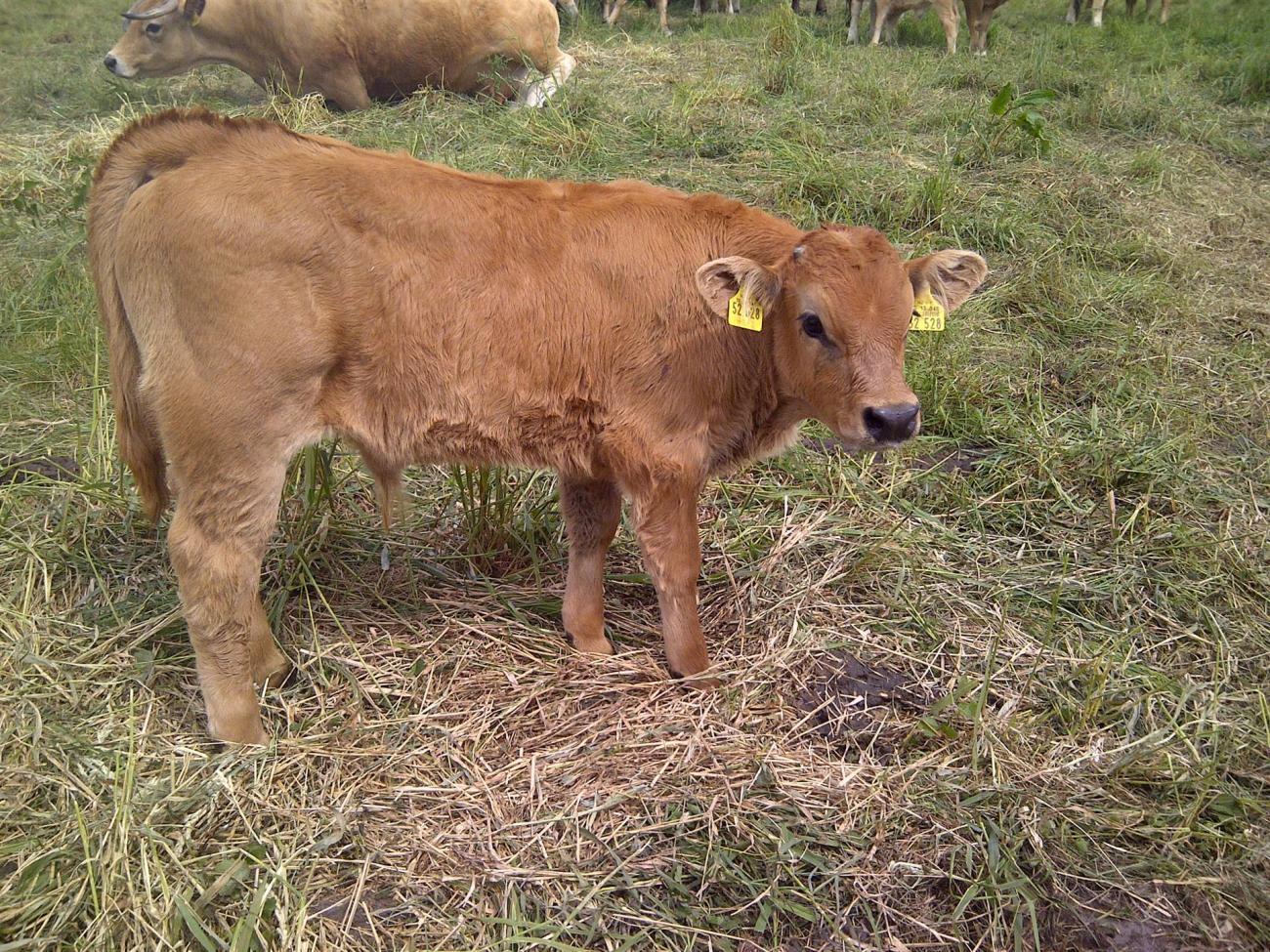 Aubrac Kalb