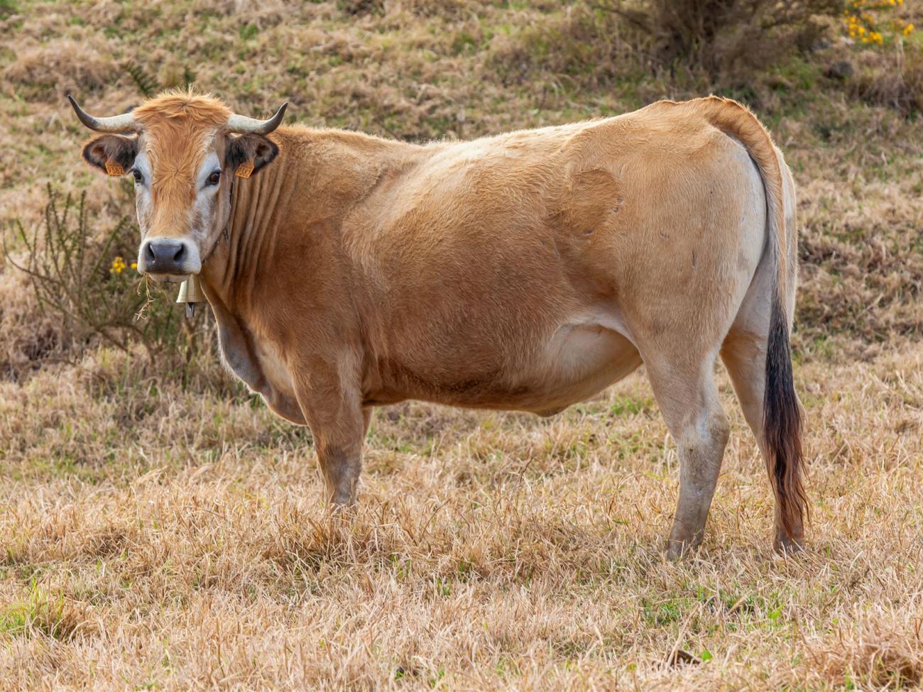 Aubrac Kuh